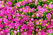 0901vfp2-c2b0-213x142.webp