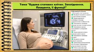 Будова статевих клітин. Запліднення. Плацента, її функції. Біологія. 8 клас. До підручника Задорожний К. та ін.