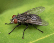 0901vis5-a66a-111x89.png