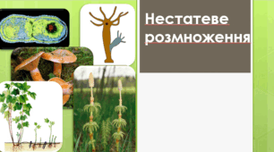 § 88 Нестатеве розмноження