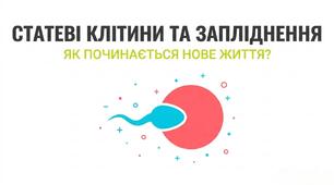 Презентація: "Статеві клітини. Запліднення " біологія 8 клас НУШ