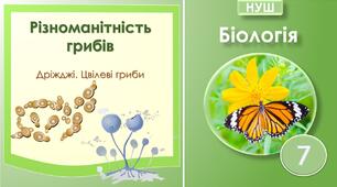 Різноманітність грибів. Дріжджі. Цвілеві гриби. Біологія 7 клас НУШ.