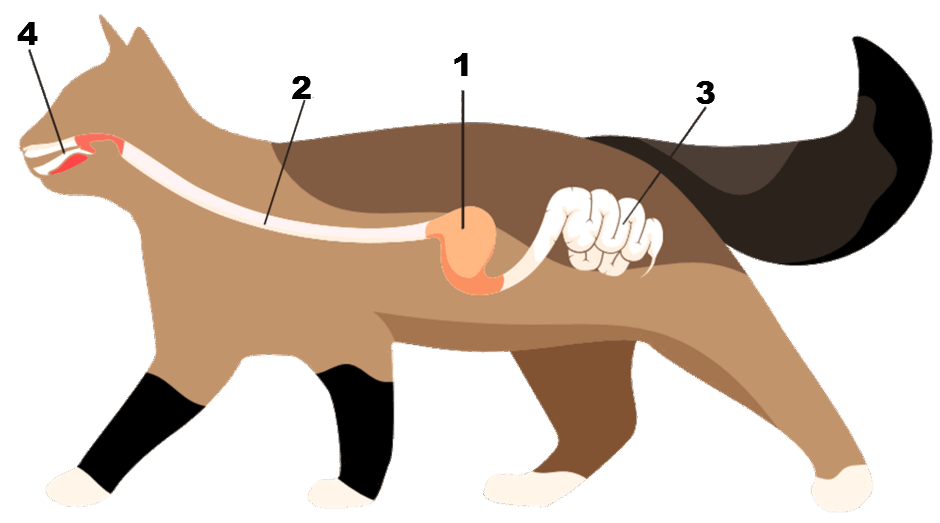 0901w29o-8f96-940x523.png
