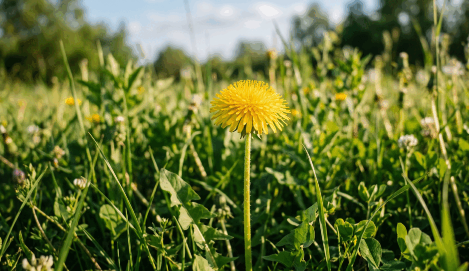 0901w357-71a8-940x543.png
