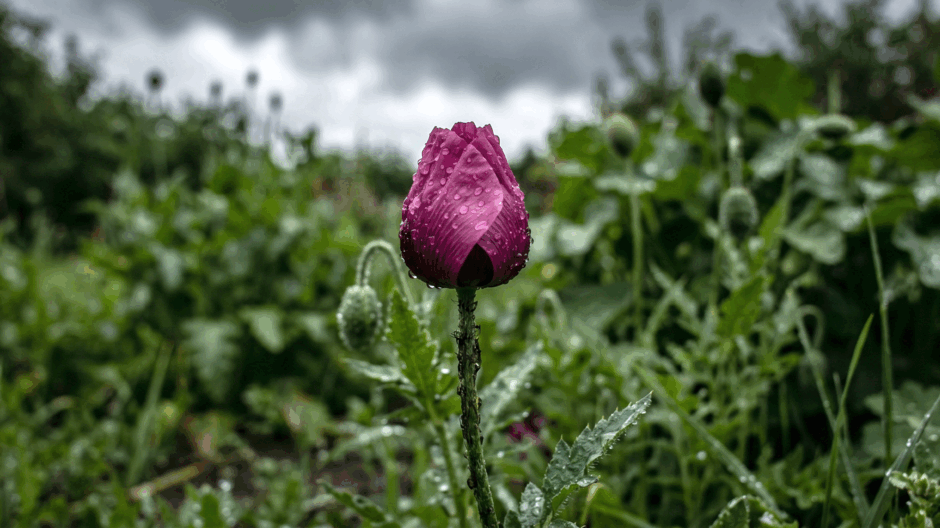 0901w8g5-13e9-940x528.png