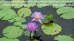 Презентація до уроку: "БУДОВА, РІЗНОМАНІТНІСТЬ ТА ФУНКЦІОНУВАННЯ КЛІТИН (НА ПРИКЛАДАХ КЛІТИН РОСЛИН, ТВАРИН, ГРИБІВ, БАКТЕРІЙ)"