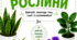 Дидактична гра "Кімнатні рослини "