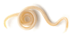 0901weof-afd7-275x136.png