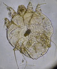 0901wero-a0d5-186x227.png