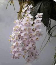 0901wet7-294c-197x228.png
