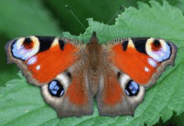 0901wevb-2e85-184x126.png