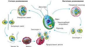 § 60. Будова та функції репродуктивної системи людини