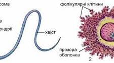 § 61. Статеві клітини. Запліднення