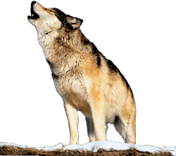 0901whr2-0f49-250x222.png