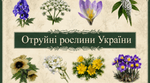 Ці рослини має знати кожен! (отруйні рослини України)