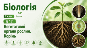 Вегетативні органи рослин. Корінь. 7 клас НУШ