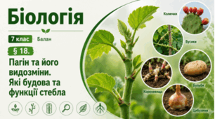 Пагін та його видозміни. Які будова та функції стебла. 7 клас НУШ