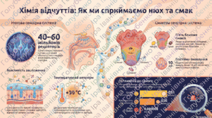 § 54. Сенсорні системи нюху, смаку. Рецептори внутрішніх органів
