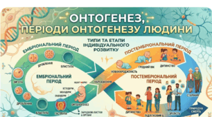 👶➡️🧑➡️👴Онтогенез, періоди онтогенезу людини. 8 кл НУШ