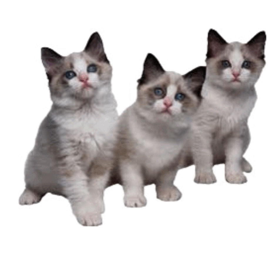 0901wqlw-9d2b-940x940.png