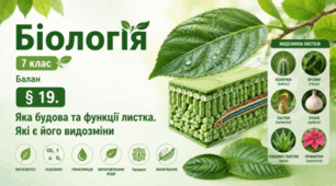 Яка будова та функції листка. Які є його видозміни. 7 клас НУШ