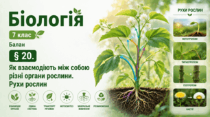 Як взаємодіють між собою різні органи рослини. Рухи рослин. 7 клас НУШ