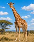 0901ws63-87a7-133x166.png