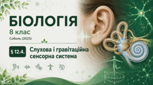 Слухова і гравітаційна сенсорна система