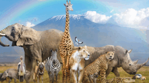 Prepare 6 Amazing Animals