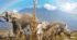 Prepare 6 Amazing Animals