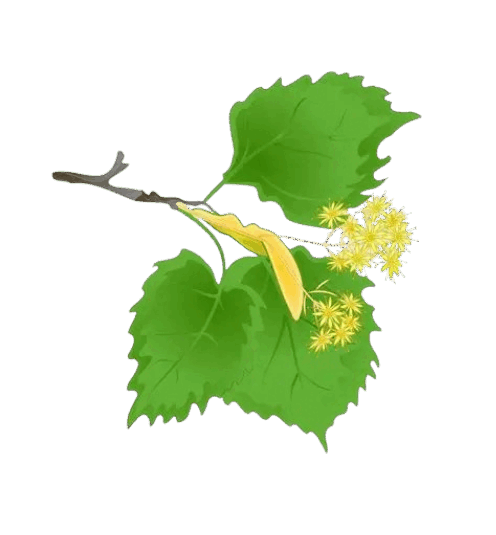 0901wzs9-774a-496x535.png