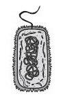 0901xeh9-1367-89x140.jpg