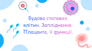 Будова статевих клітин. Запліднення. Плацента, її функції.