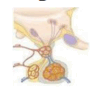 0901xsfc-91d4-100x90.png