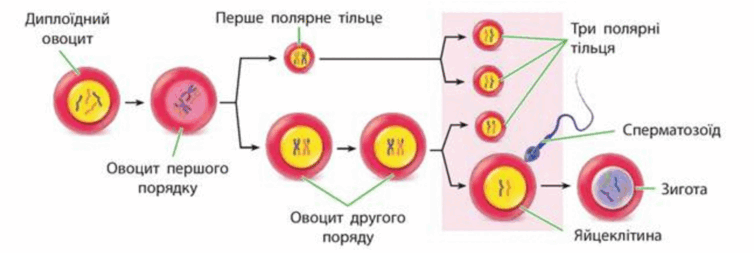 0901xsoh-0fd6-754x253.png