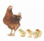 0901xsxo-6b9a-146x136.png