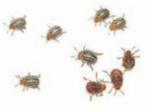 0901xsxt-9cab-152x105.png