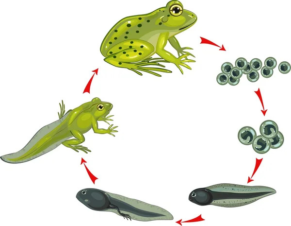 Amphibian life cycle: векторна графіка, зображення, Amphibian life cycle малюнки | Скачати з DepositPhotos