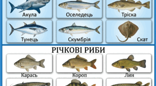 Збірник «Морські та річкові риби»
