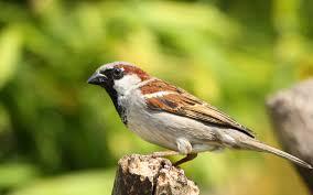 Горобець хатній (Passer domesticus) :: Пернаті друзі, птахи України, орнітологія ::