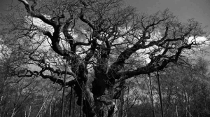 Reading Tree of the Year + UoE B1/B2