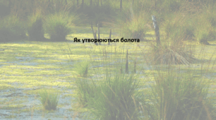 Географія. 6 клас (за підручником Гільберг Т.Г.). Презентація з теми "Як утворюються болота"