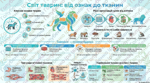 § 34. Які ознаки тварин. Тканини тварин. Матеріал до уроку