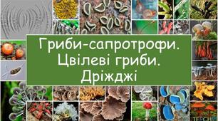 Цвілеві гриби. Дріжджі.