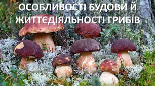 Презентація до уроку: "ОСОБЛИВОСТІ БУДОВИ Й ЖИТТЄДІЯЛЬНОСТІ ГРИБІВ"