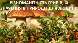 Презентація до уроку: "РІЗНОМАНІТНІСТЬ ГРИБІВ, ЇХ ЗНАЧЕННЯ В ПРИРОДІ І ДЛЯ ЛЮДИНИ"