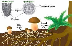 Шапинкові гриби, будова та значення, будова клітини гіфи, характер живлення та розмноження, правила збирання грибів » Допомога учням