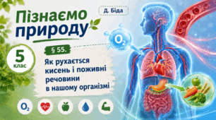 Як рухається кисень і поживні речовини в нашому організмі