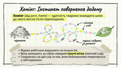 0901z62g-641b-386x217.png