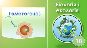 Гаметогенез. Біологія 10 клас